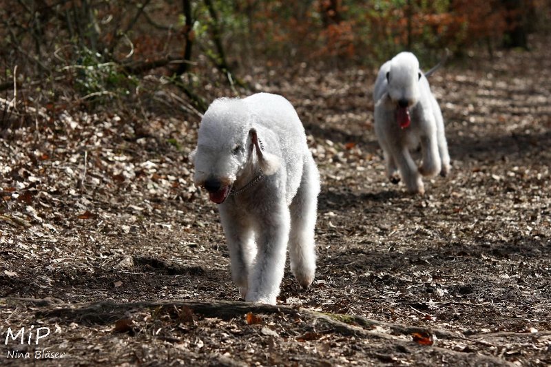 2011-04-02 Aveline Alanna Svet (5).jpg - Arc-en-ciel Alanna & Airis Blue Volshebny Svet